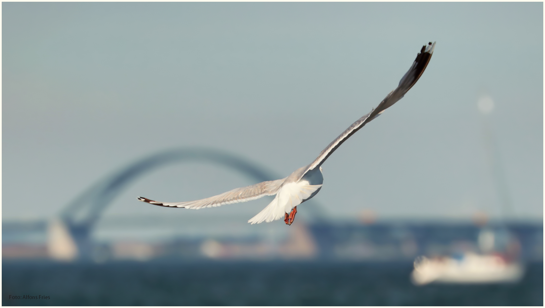 "Vogelfluglinie"