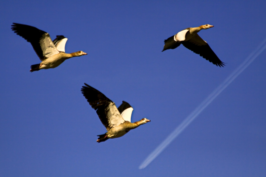 Vogelfluglinie