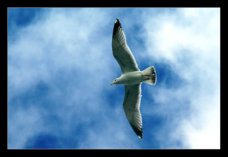 | Vogelfluglinie |