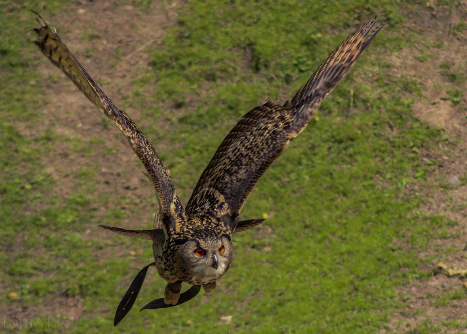 Vogelflugschau