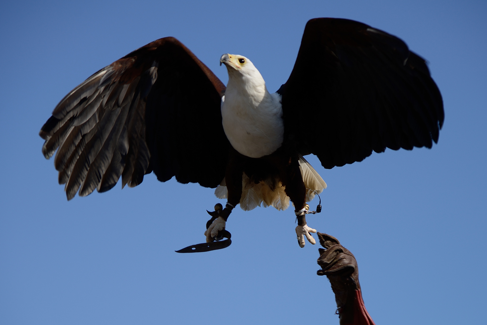 Vogelflugschau 2