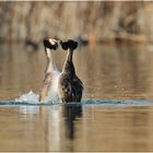 Vogelfotografen-Pflicht-Foto