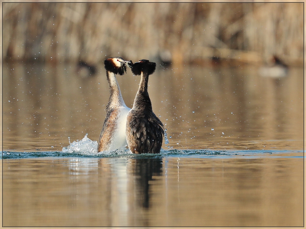 Vogelfotografen-Pflicht-Foto