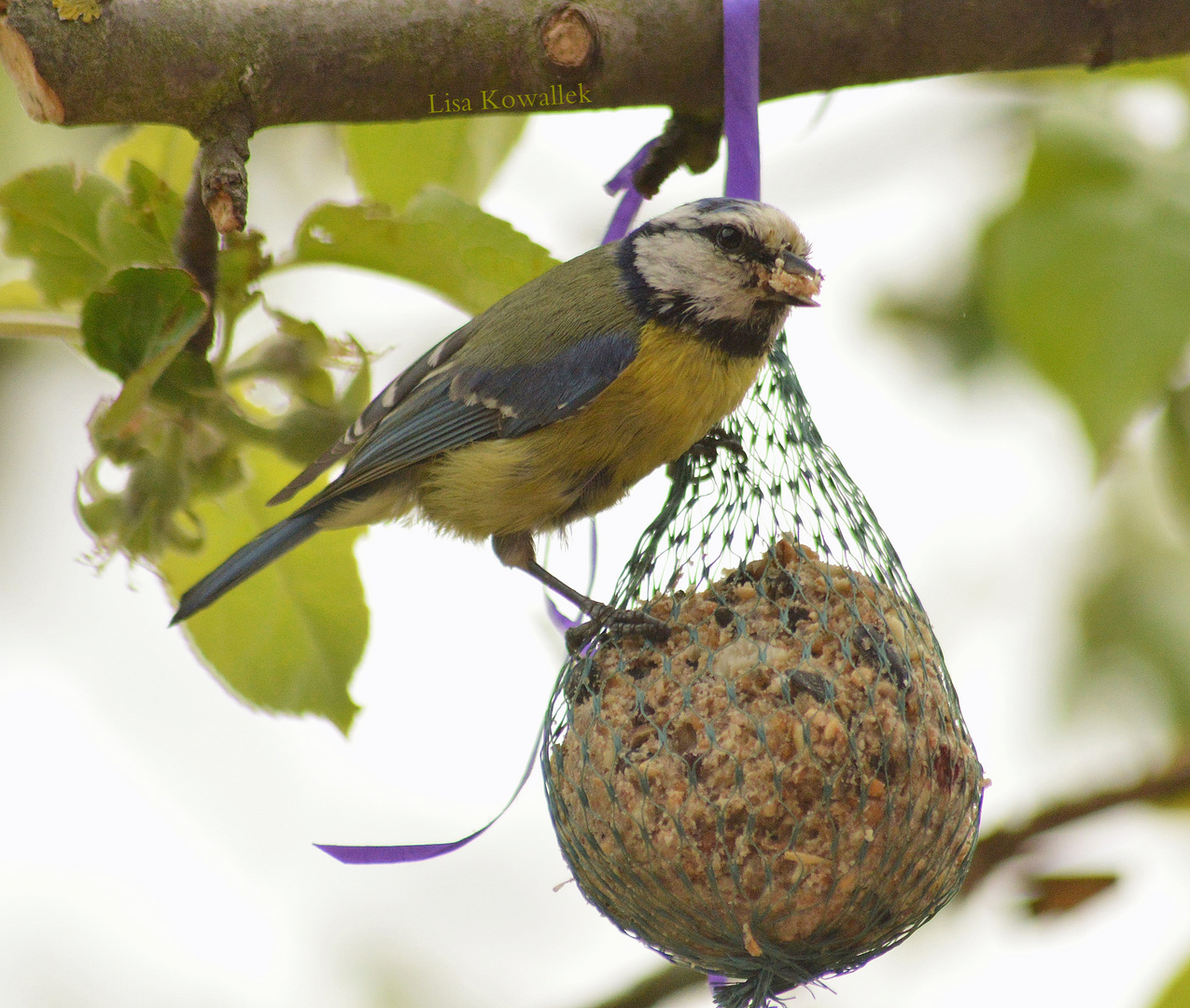 Vogelfotografie