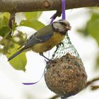 Vogelfotografie