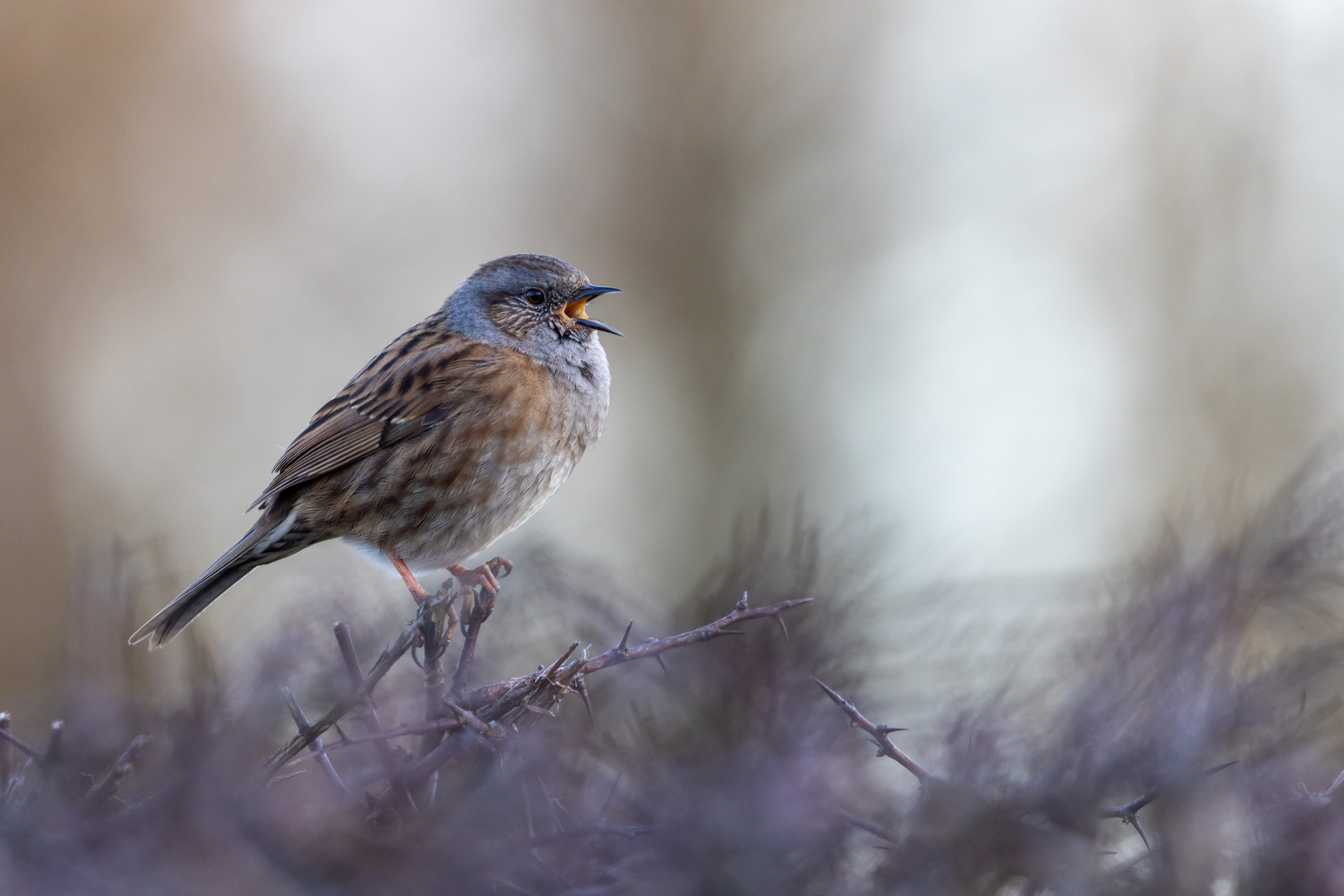 Vogelfotografie