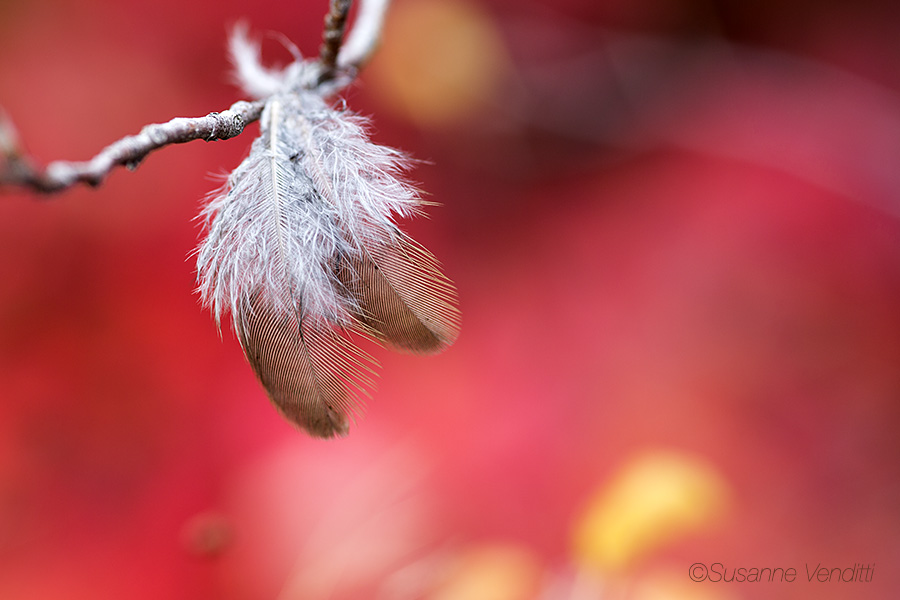 Vogelfotografie... einmal anders