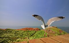 Vogelfotografie mit 10 mm Brennweite