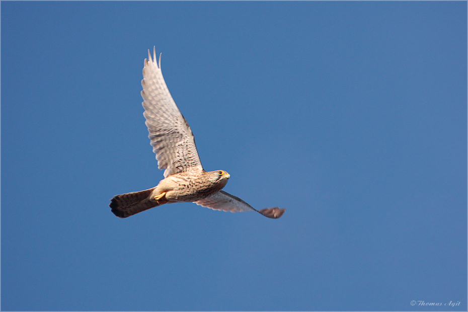 Vogelfotowetter