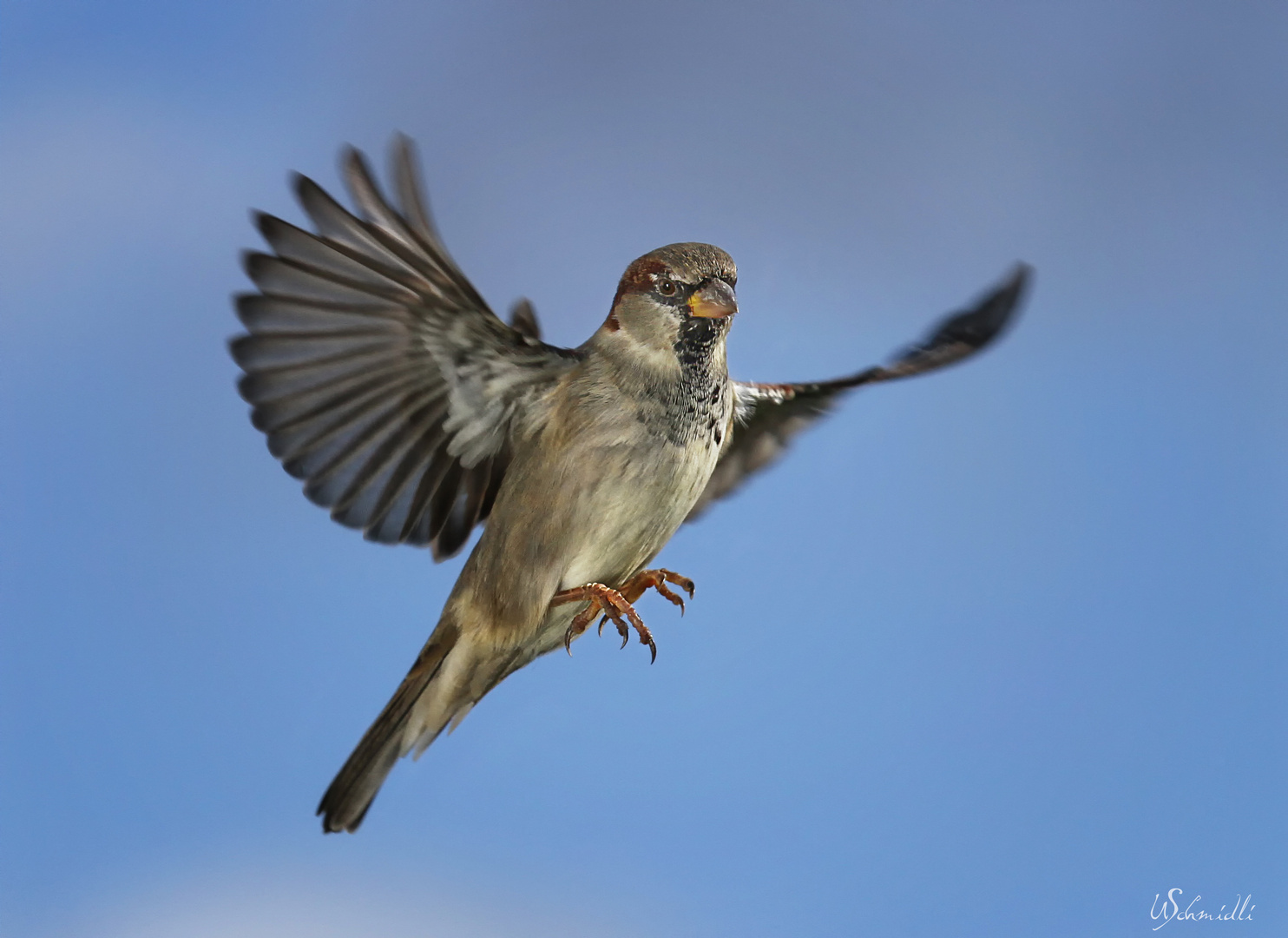 "Vogelfrei"