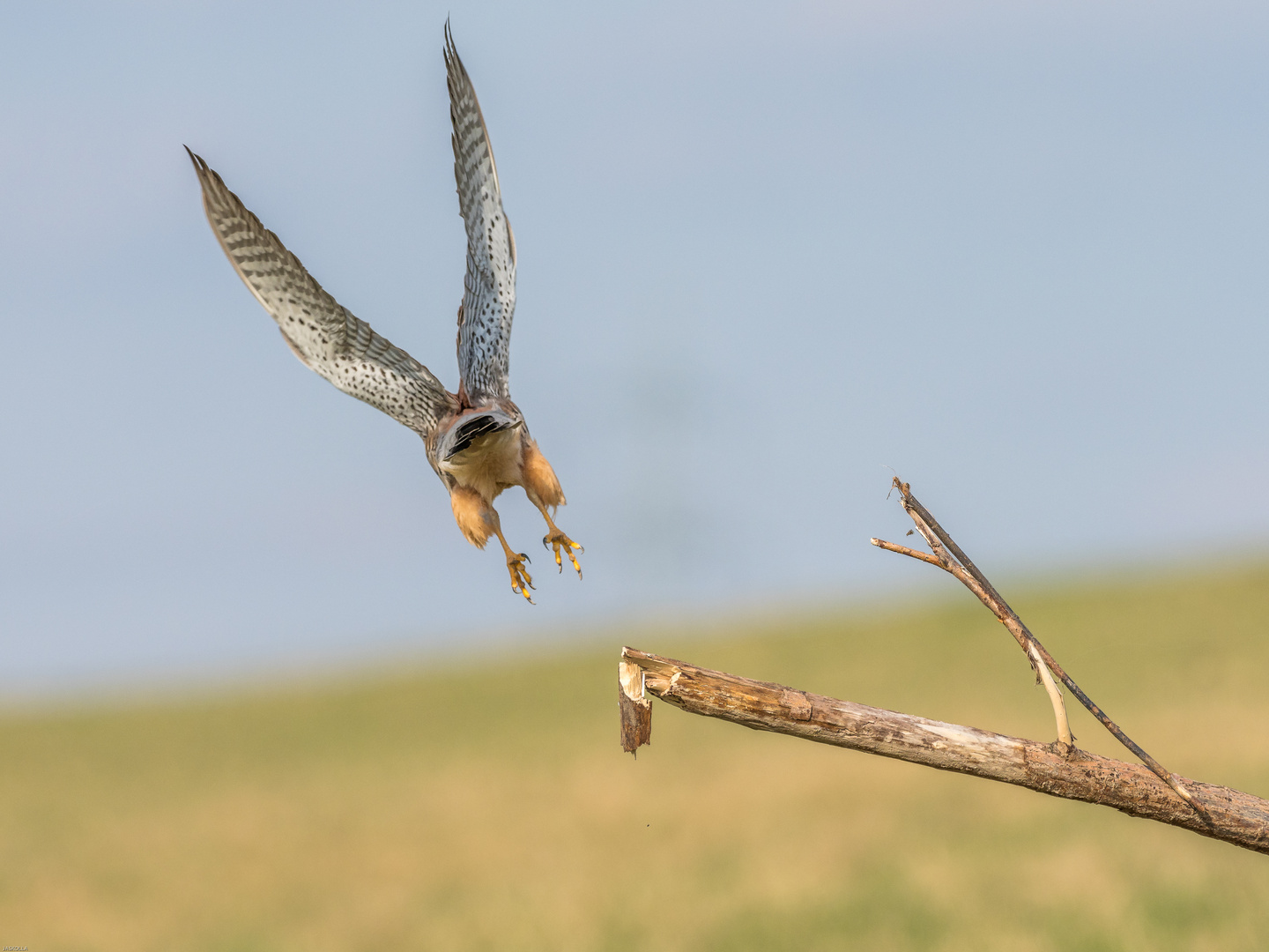 vogelfrei...