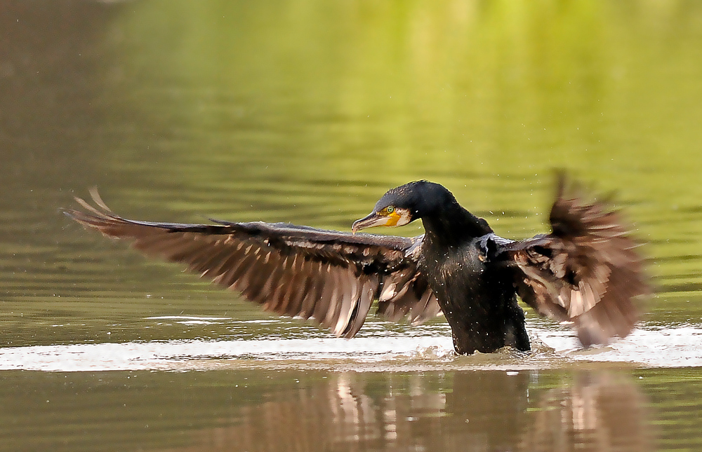 Vogelfrei