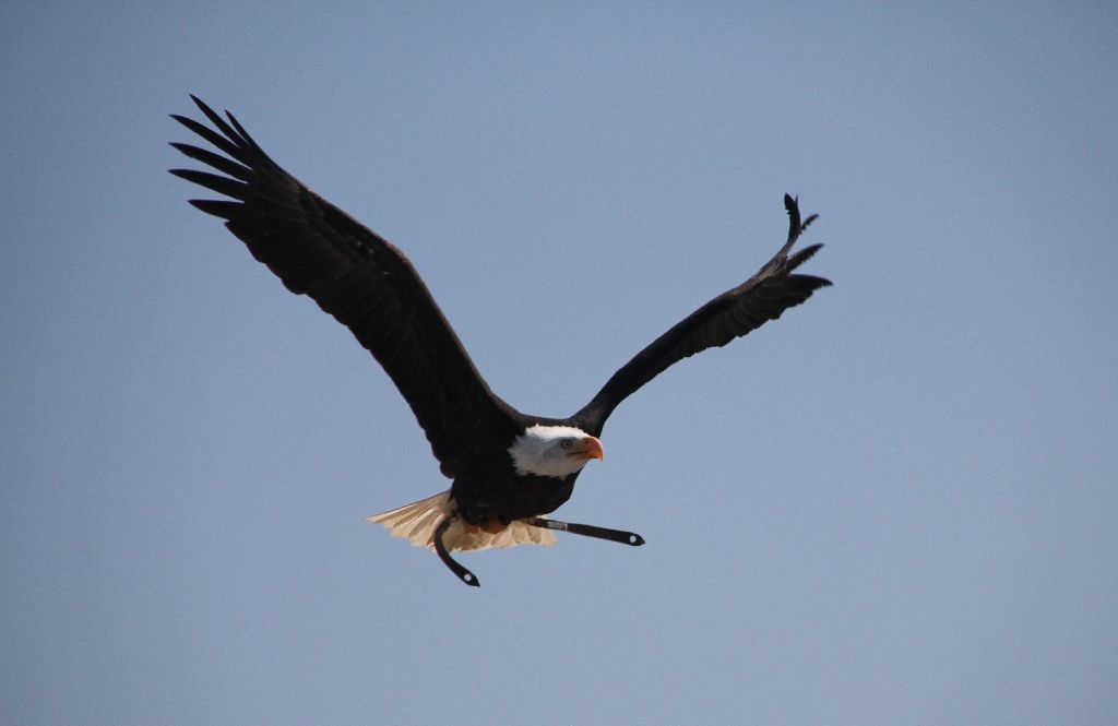 Vogelfrei auf Zeit