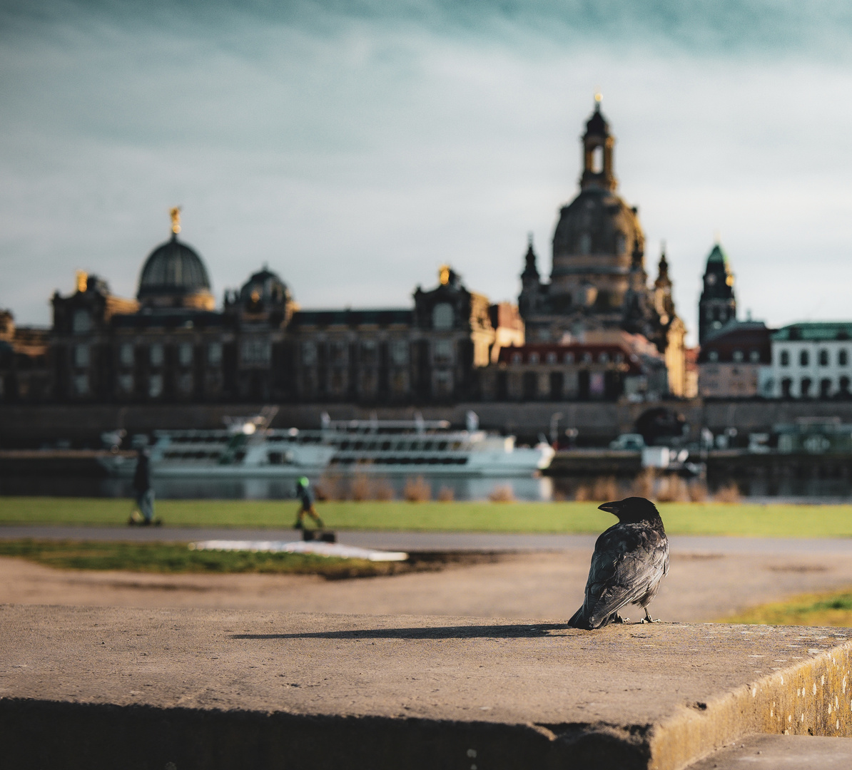 Vogelfrei in Dresden