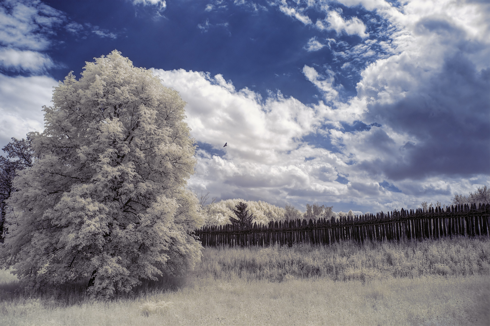 Vogelfrei [IR]