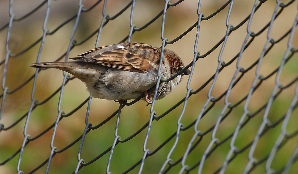 Vogelfrei ist nicht jeder Vogel .....