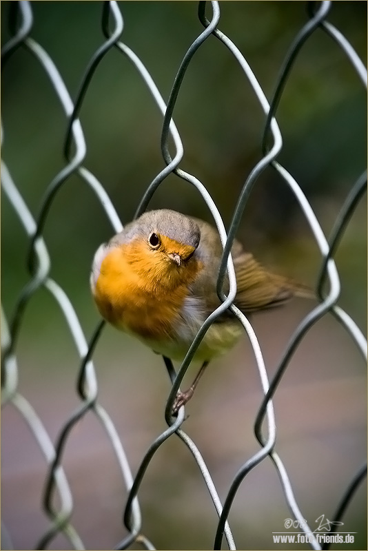 Vogelfrei(heit)