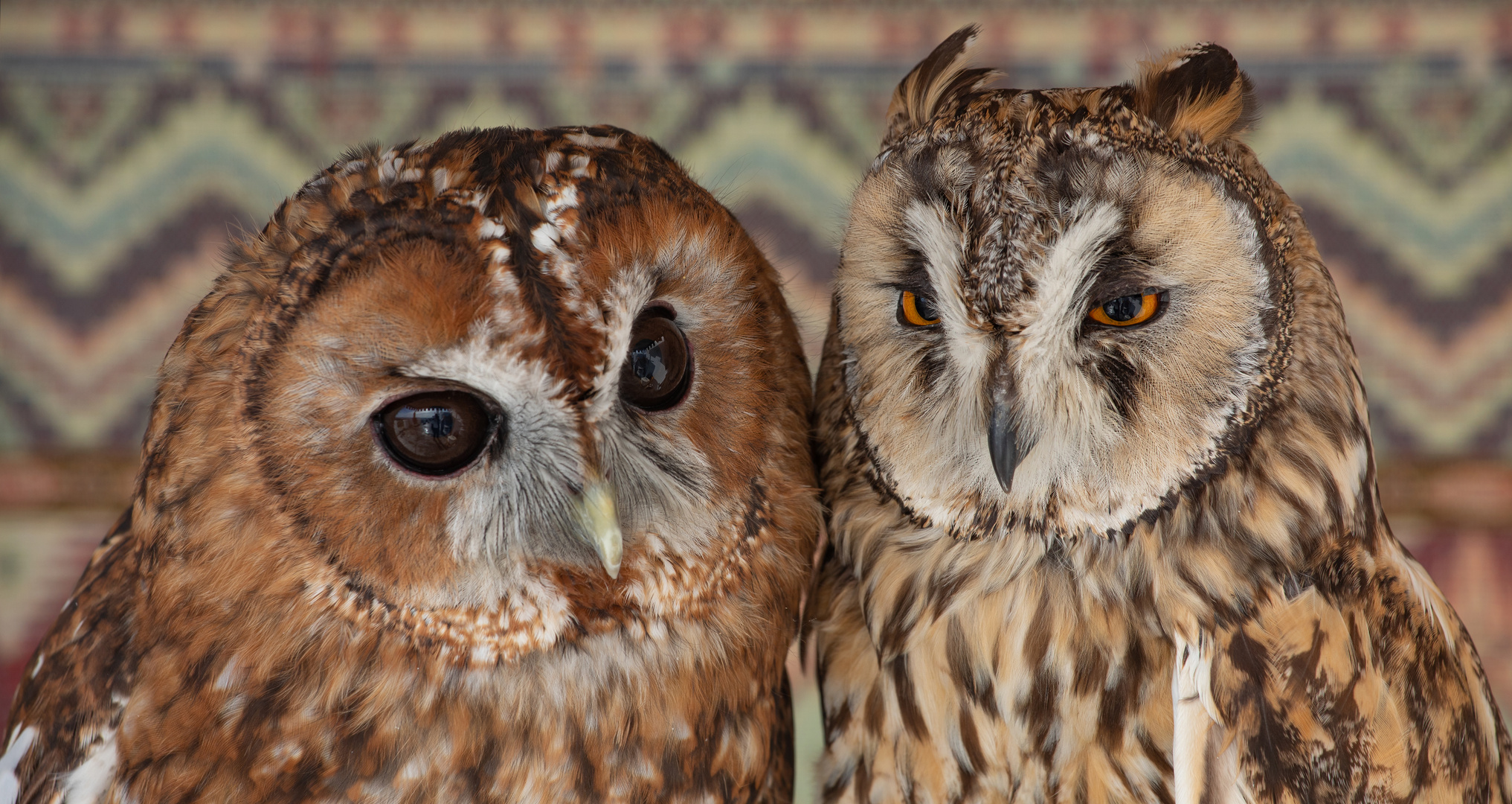 Vogelfreundschaft