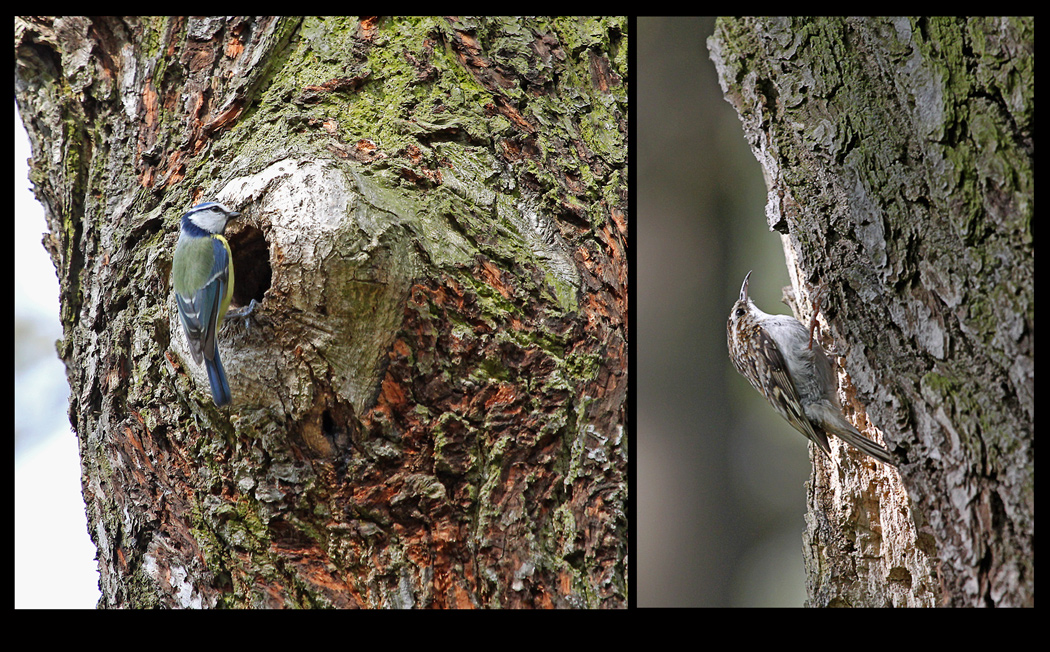 VOGELFRÜHLING