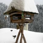 Vogelfrühstück