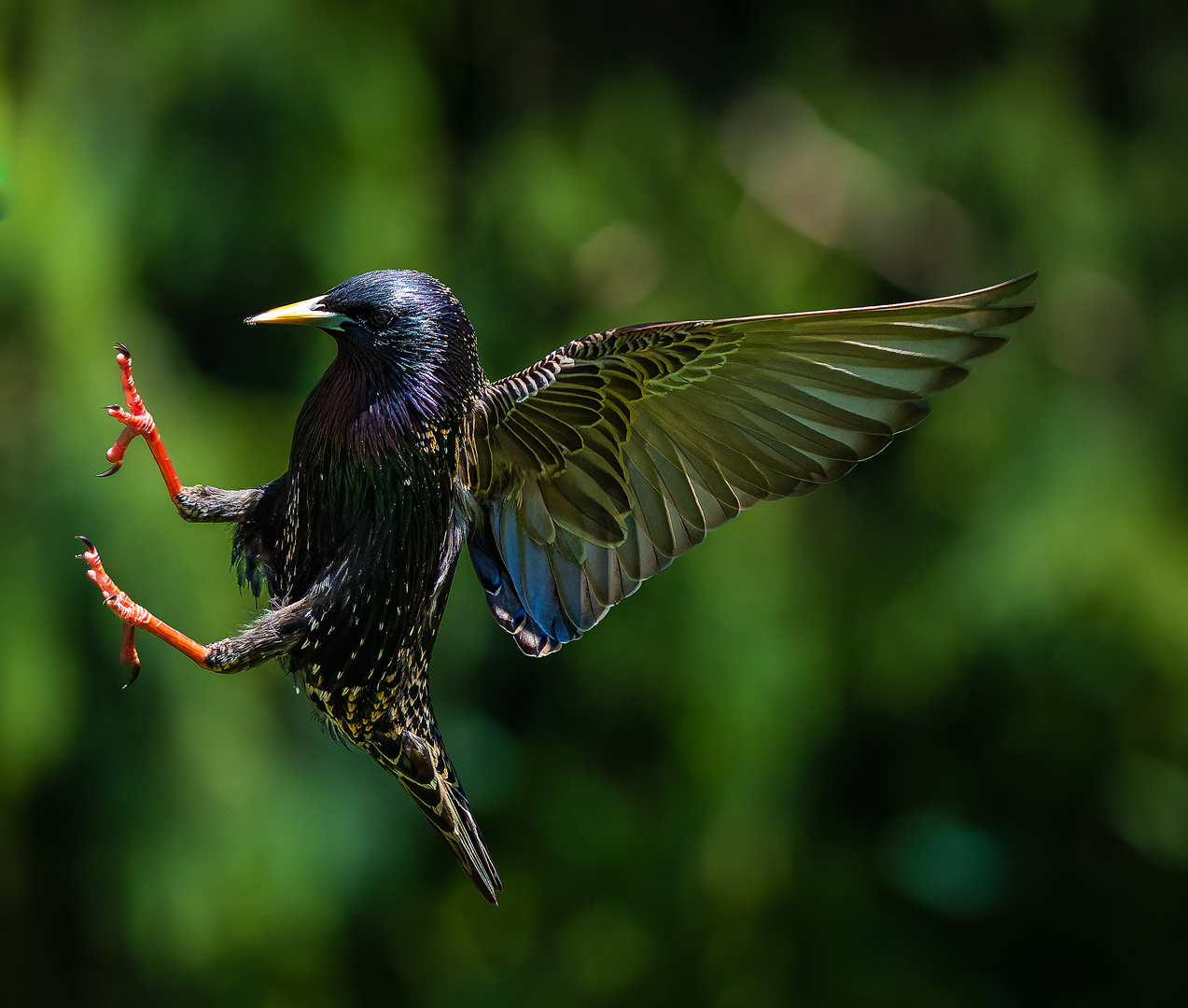 Vogelfüße. Dünn und nackt.