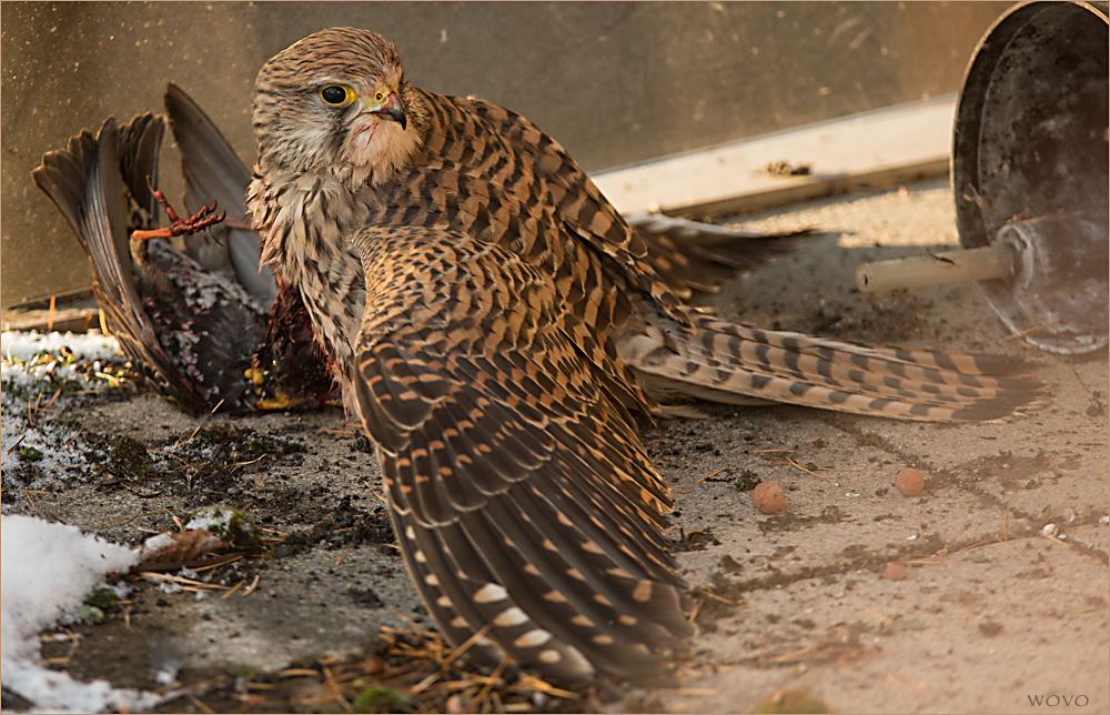 "Vogelfütterung"