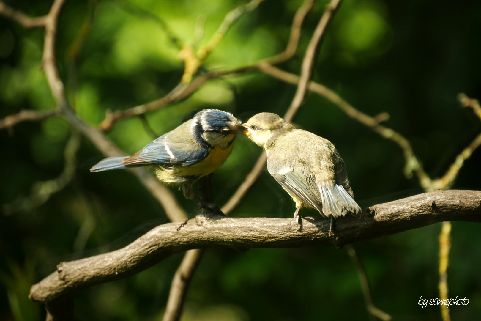 Vogelfütterung