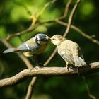 Vogelfütterung