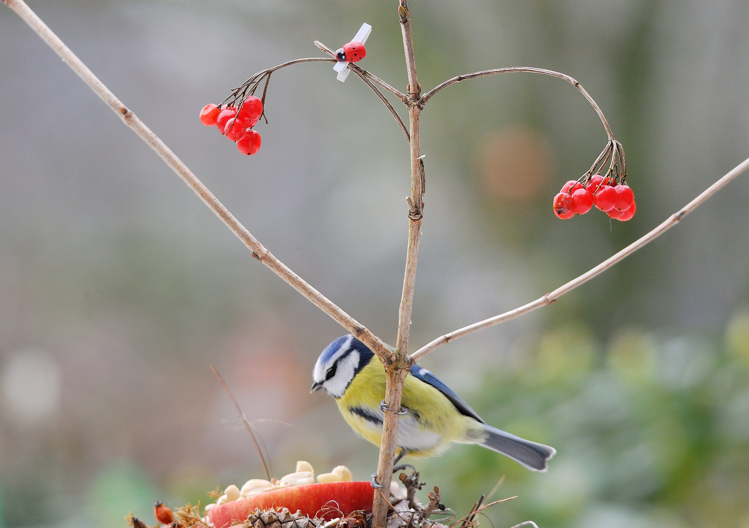 Vogelfütterung