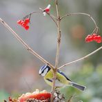 Vogelfütterung