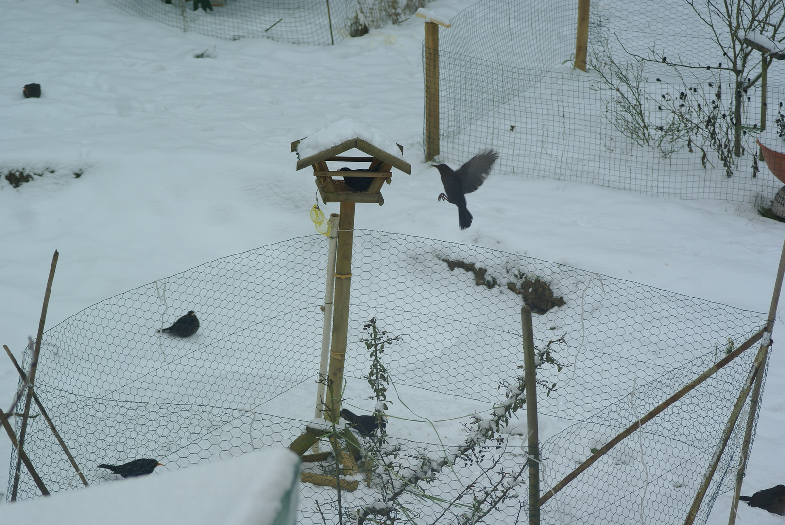 Vogelfütterung