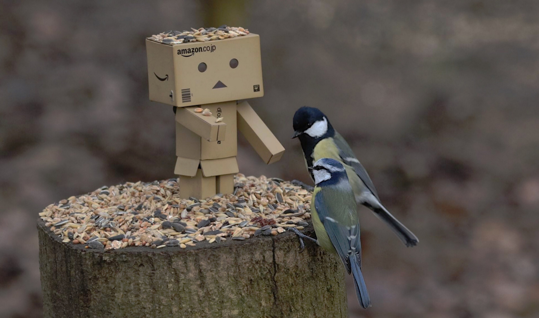 Vogelfütterung