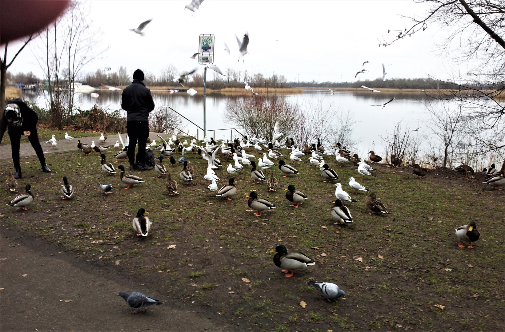 Vogelfütterung