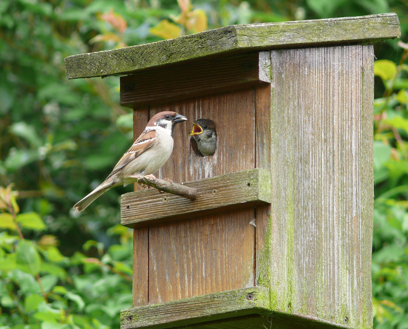 Vogelfütterung