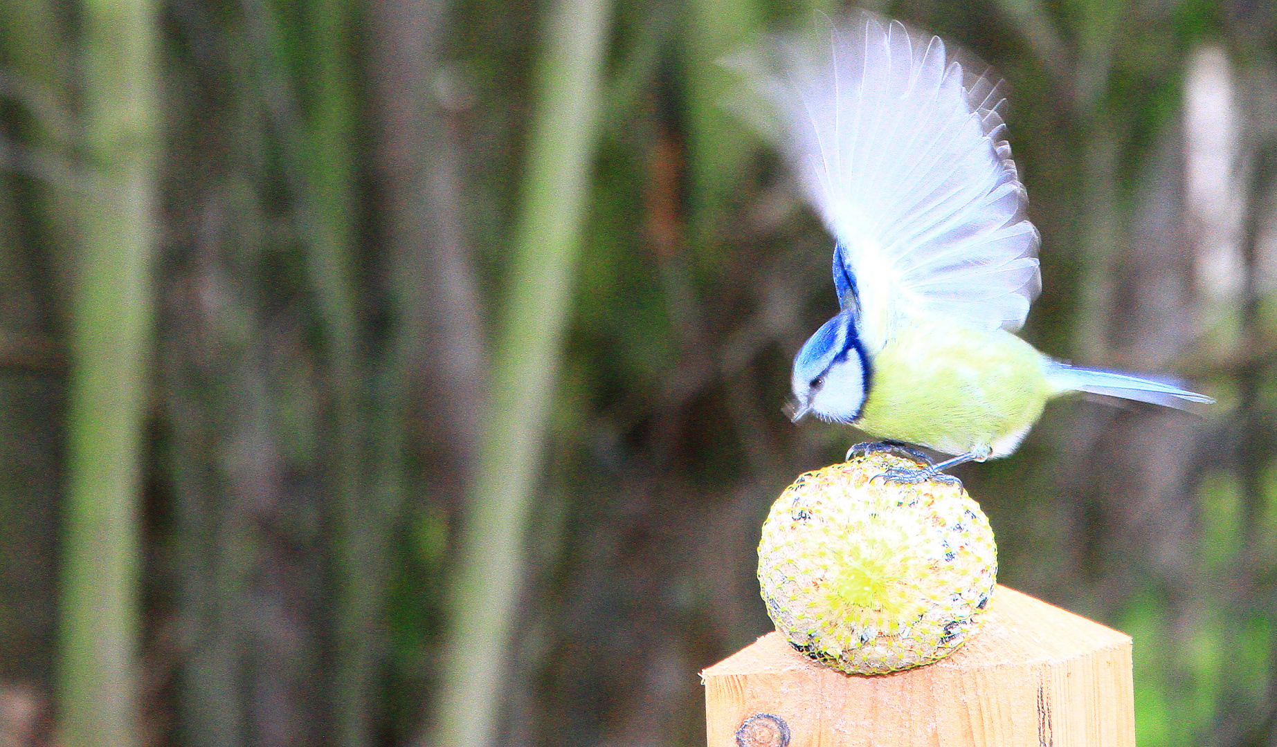 Vogelfütterung