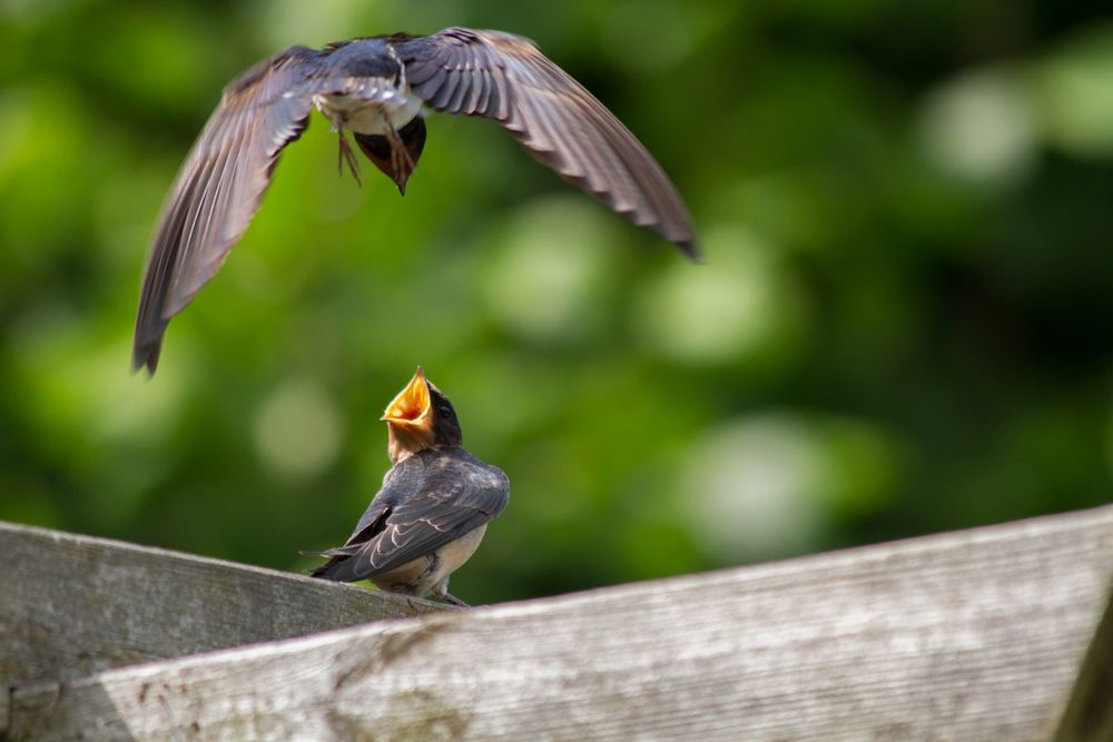 Vogelfütterung im Flug von Martin Isensee 