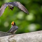 Vogelfütterung im Flug