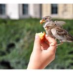 Vogelfütterung im Park