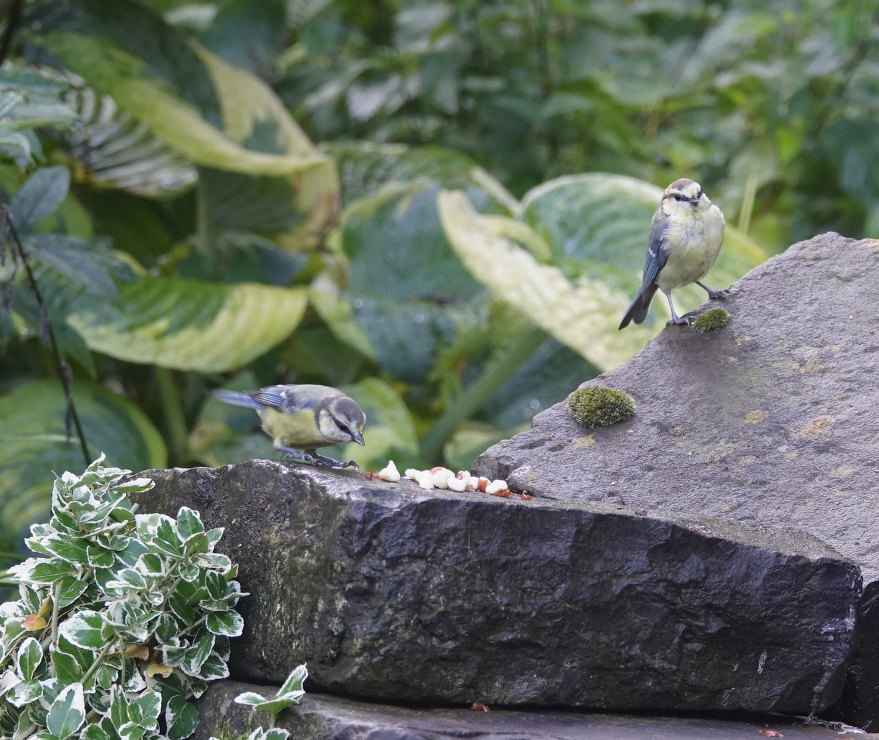 Vogelfütterung: Immer der Reihe nach