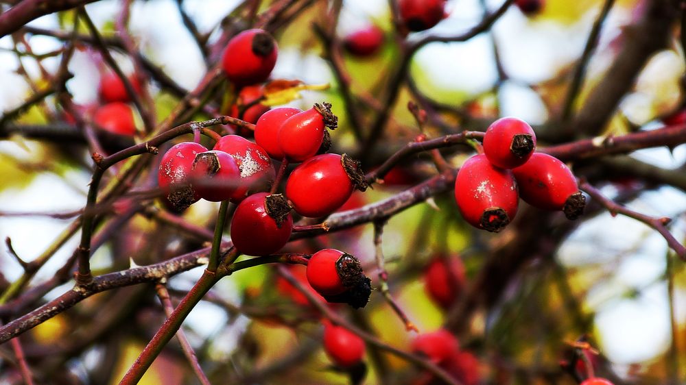 Vogelfutter Foto & Bild | pflanzen, pilze & flechten, früchte und
