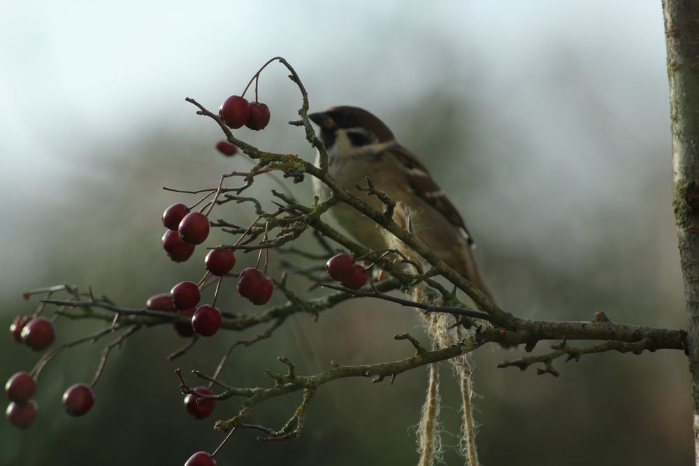 Vogelfutter?