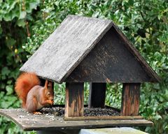 Vogelfutter - aber auch es ...