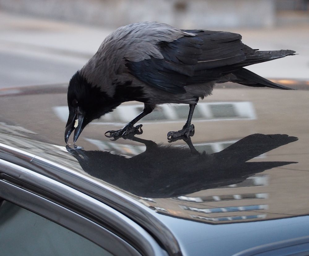 vogelfutter am autodach