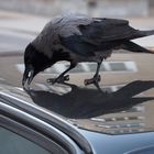 vogelfutter am autodach