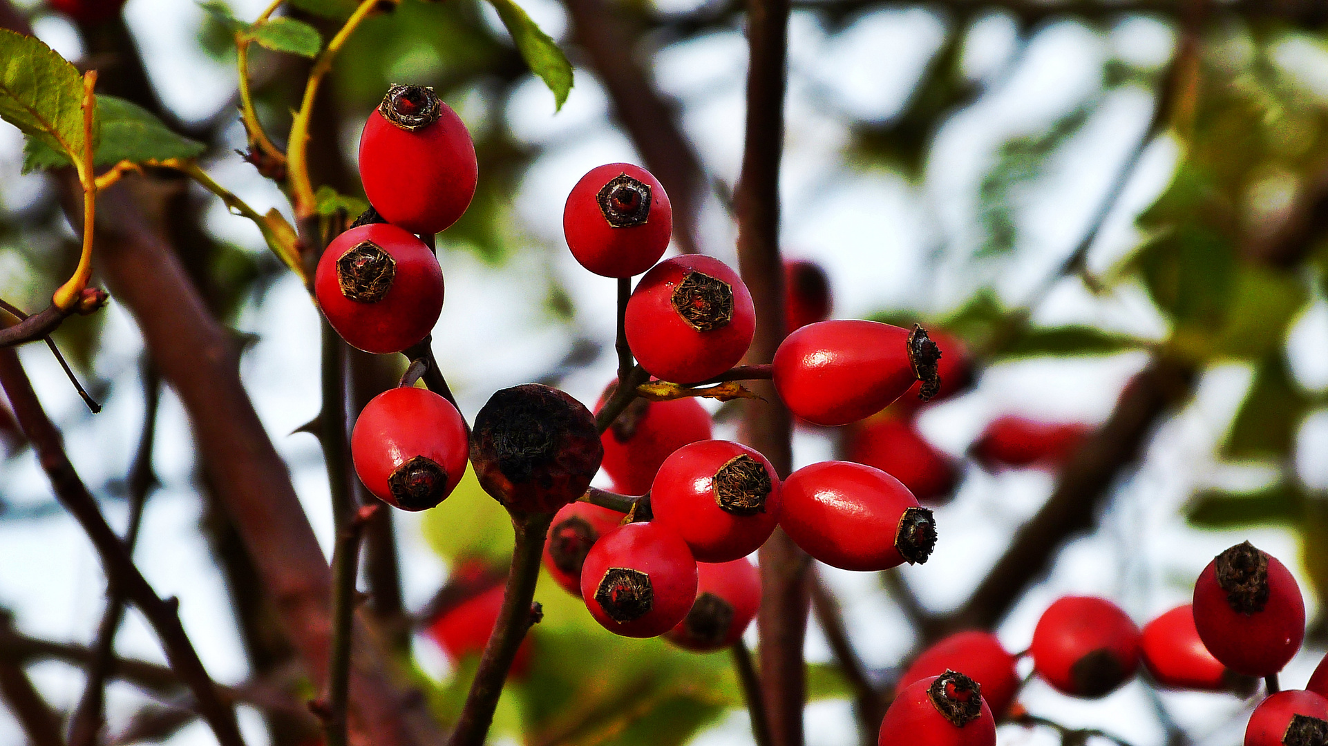 Vogelfutter Foto & Bild | pflanzen, pilze & flechten, früchte und