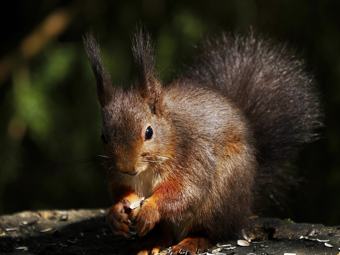 Vogelfutter geklaut