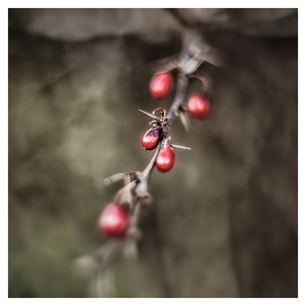 ... Vogelfutter in der Hecke ...