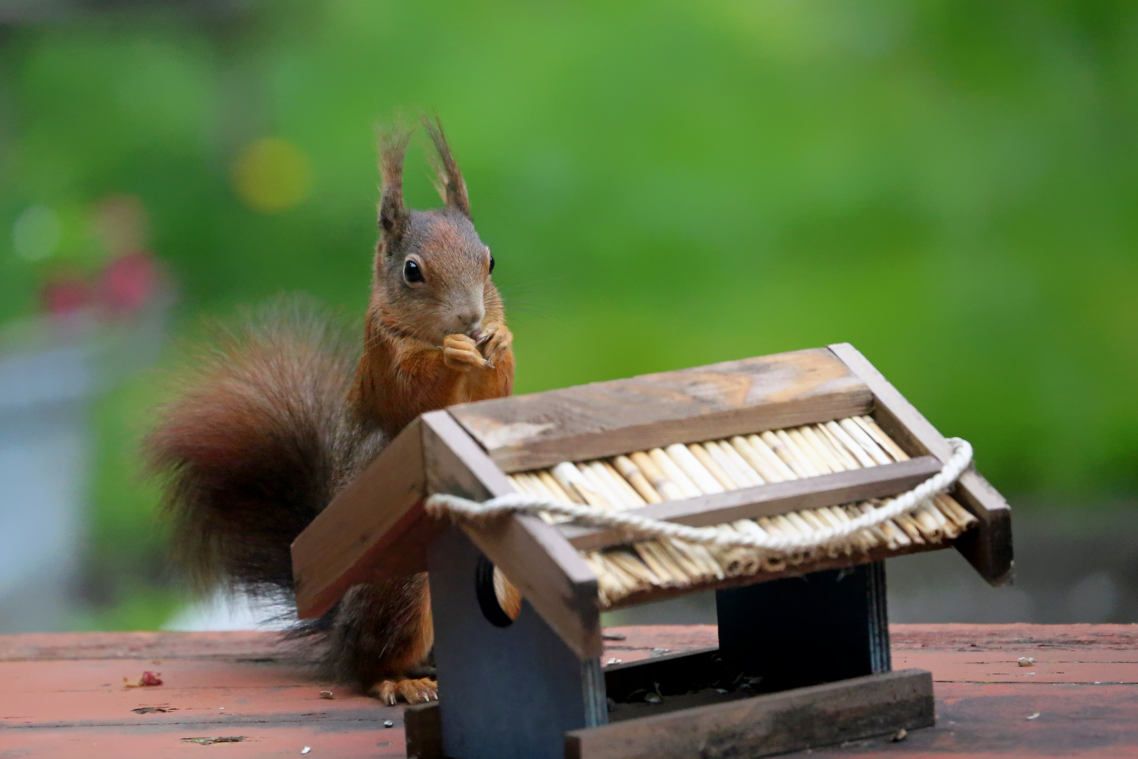 Vogelfutter ist für alle da!