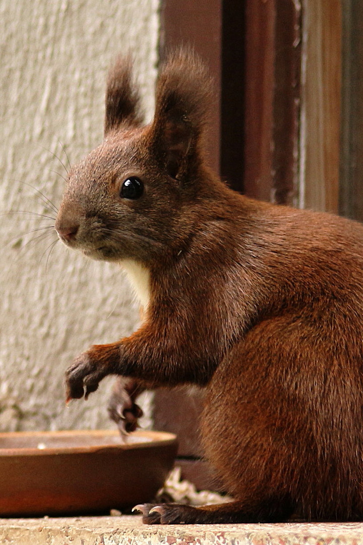 Vogelfutter, lecker