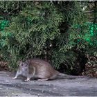 Vogelfutter locken Ratten an